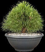 Pinus mugo 'Varella'