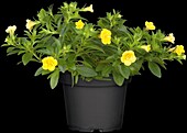 Calibrachoa