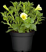 Petunia 'Potunia'®