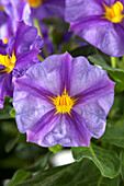 Solanum rantonnetii 'Blue Fountain'