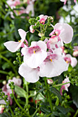 Diascia barberae