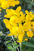 Genista juncea