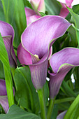 Zantedeschia aethiopica