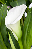 Zantedeschia aethiopica