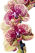 Phalaenopsis