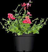 Diascia barberae