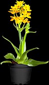 Ornithogalum dubium