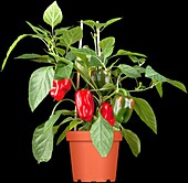 Capsicum pubescens