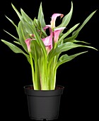 Zantedeschia aethiopica, pink