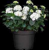 Hydrangea macrophylla