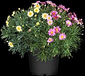 Argyranthemum frutescens