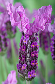 Lavandula stoechas 'sel® LaVela® Dark Pink'