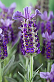 Lavandula stoechas