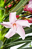 Nerium oleander