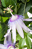 Passiflora 'Purple Passion'