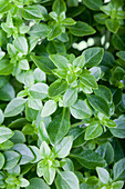 Ocimum basilicum 'Baristo® Compatto