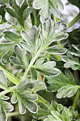 Artemisia absinthium