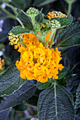 Lantana camara