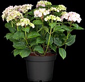 Hydrangea macrophylla