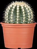 Echinocactus grusonii