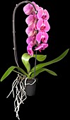 Phalaenopsis 'Cascade'