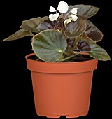 Begonia semperflorens Doublet White