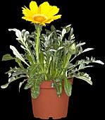 Gazania