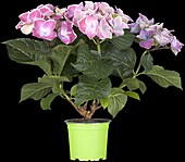 Hydrangea macrophylla