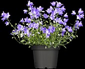 Campanula