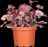 Heuchera