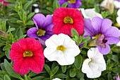 Calibrachoa