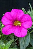 Calibrachoa