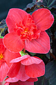 Begonia