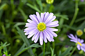 Brachyscome iberidifolia