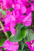 Bougainvillea 'Vera Purple'