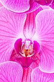 Phalaenopsis, pink