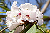 Rhododendron