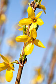 Forsythia x intermedia 'Week End'®