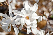 Magnolia x loebneri 'Merrill'