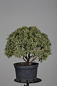 Pieris japonica Variegata