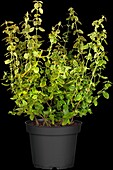 Euonymus fortunei 'Canadale Gold'