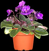 Saintpaulia ionantha, purple