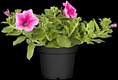 Petunia, pink