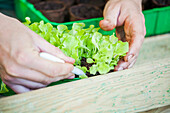 Lactuca sativa var. crispa 'Lollo bionda'