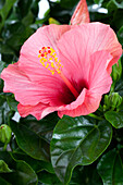 Hibiscus rosa-sinensis Sunny Cities® 'Venetië'