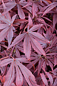 Acer palmatum 'Shaina'