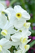 Narcissus