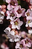 Bergenia cordifolia