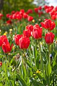 Tulipa