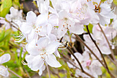 Rhododendron schlippenbachii